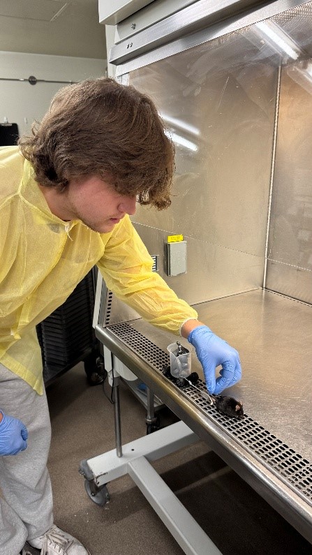 Student measuring something in the lab